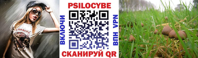 сколько стоит Кашира Галлюциногенные грибы Cubensis